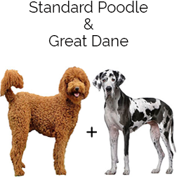 Great Danoodle Dog